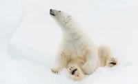 Polar Bear relaxing on the ice on the Arctic Cruise trip. Photo credit: Andrew Stewart